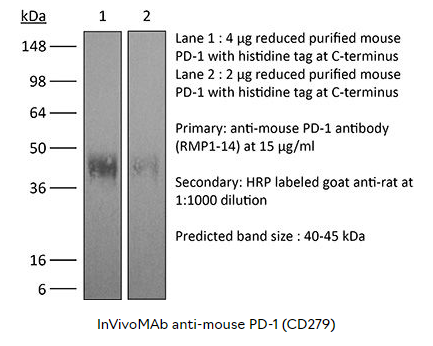 BioXcell热销产品--InVivoMab anti-mouse PD-1 (CD279)