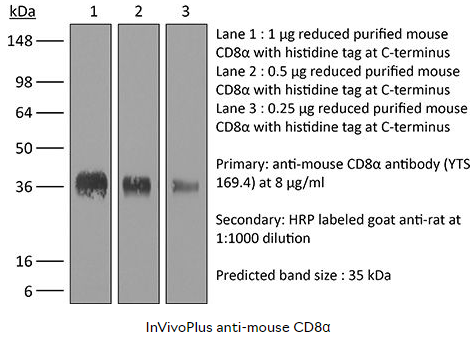 BioXcell热销产品--InVivoPlus anti-mouse CD8α