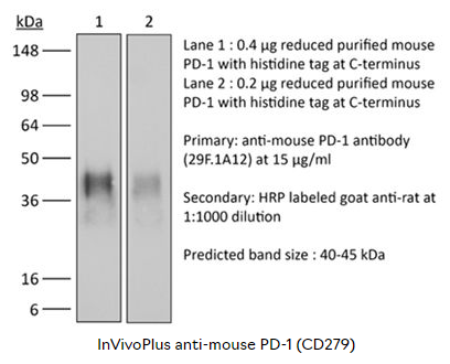 BioXcell热销产品--BP0273  InVivoPlus anti-mouse PD-1 (CD279)