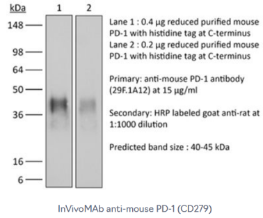 BioXcell热销产品--BE0273 InVivoMab anti-mouse PD-1 (CD279)