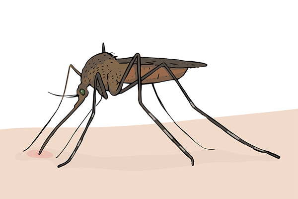 为什么蚊子会成为四害之一，它都有哪些危害？