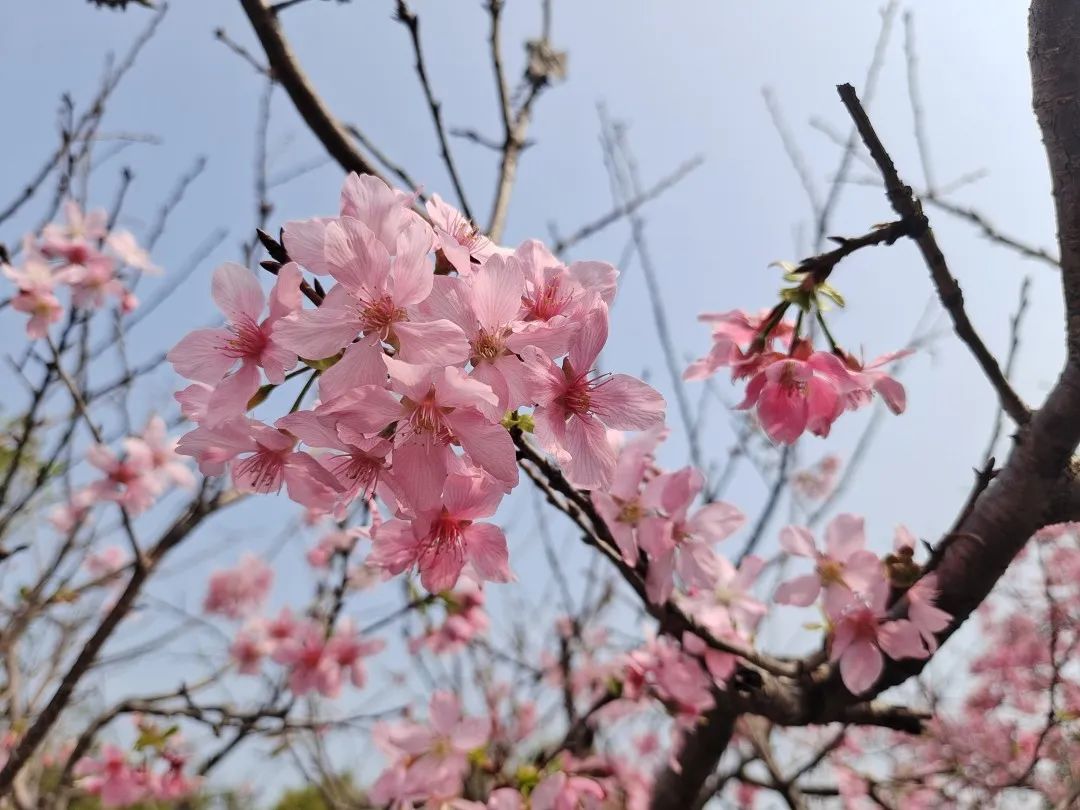 致敬她力量｜不负韶华,只赴一场春日之约！