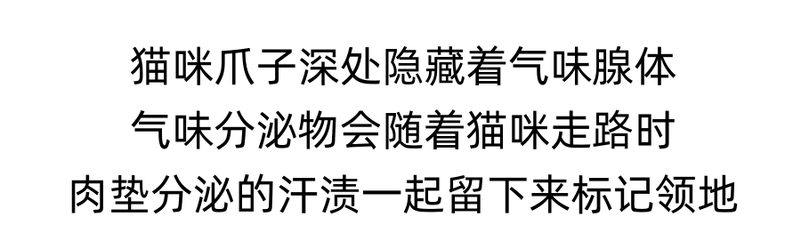 除了能吸，猫咪肉垫还有这些大用处！