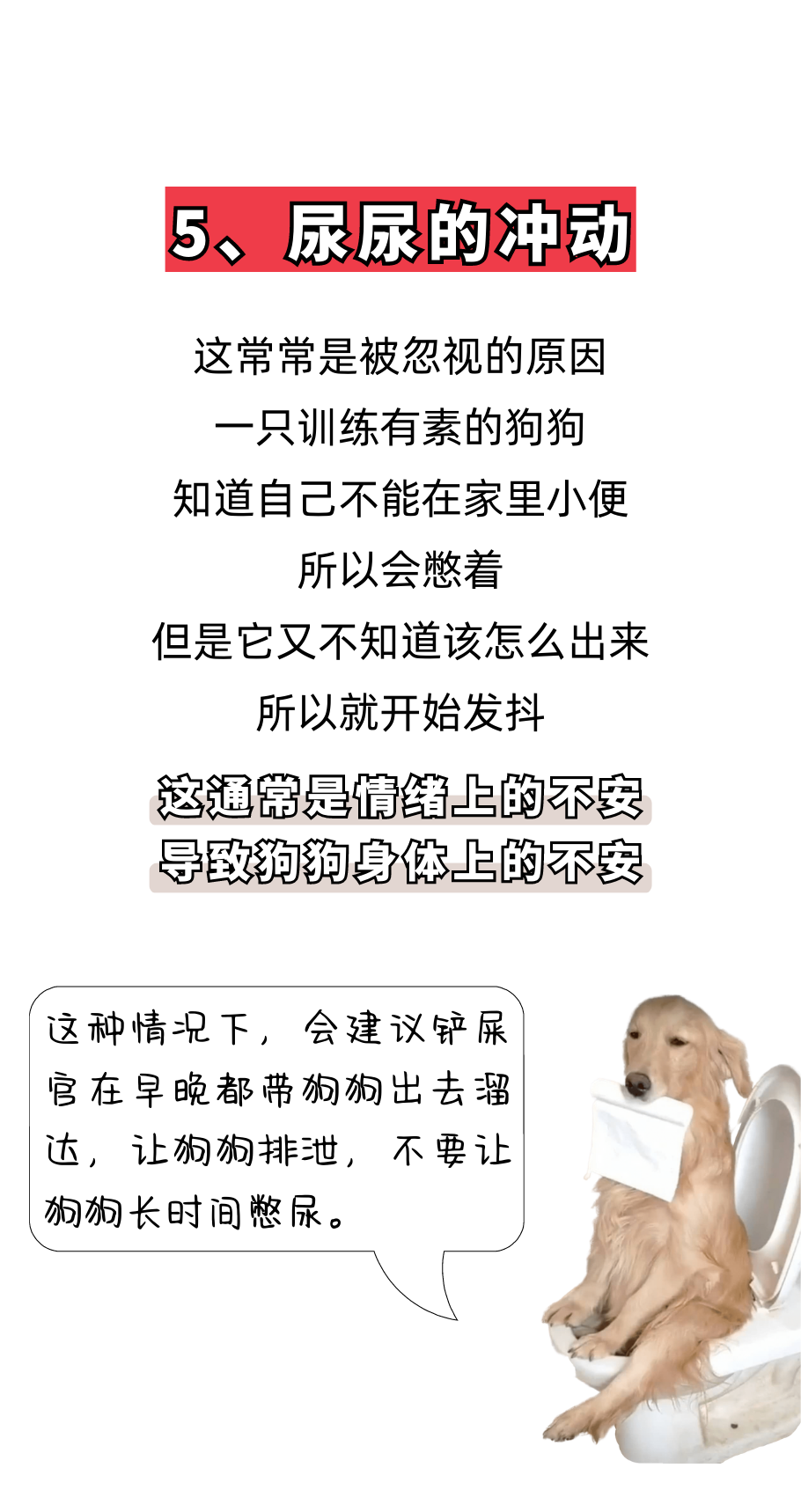 狗狗在夏天也发抖？