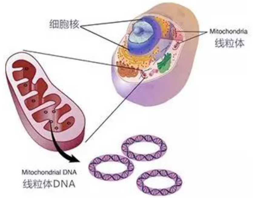 第一个中国人从何而来？科学家的研究成果，揭示中国人的起源？