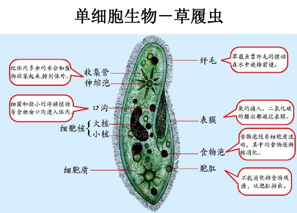 第一个中国人从何而来？科学家的研究成果，揭示中国人的起源？