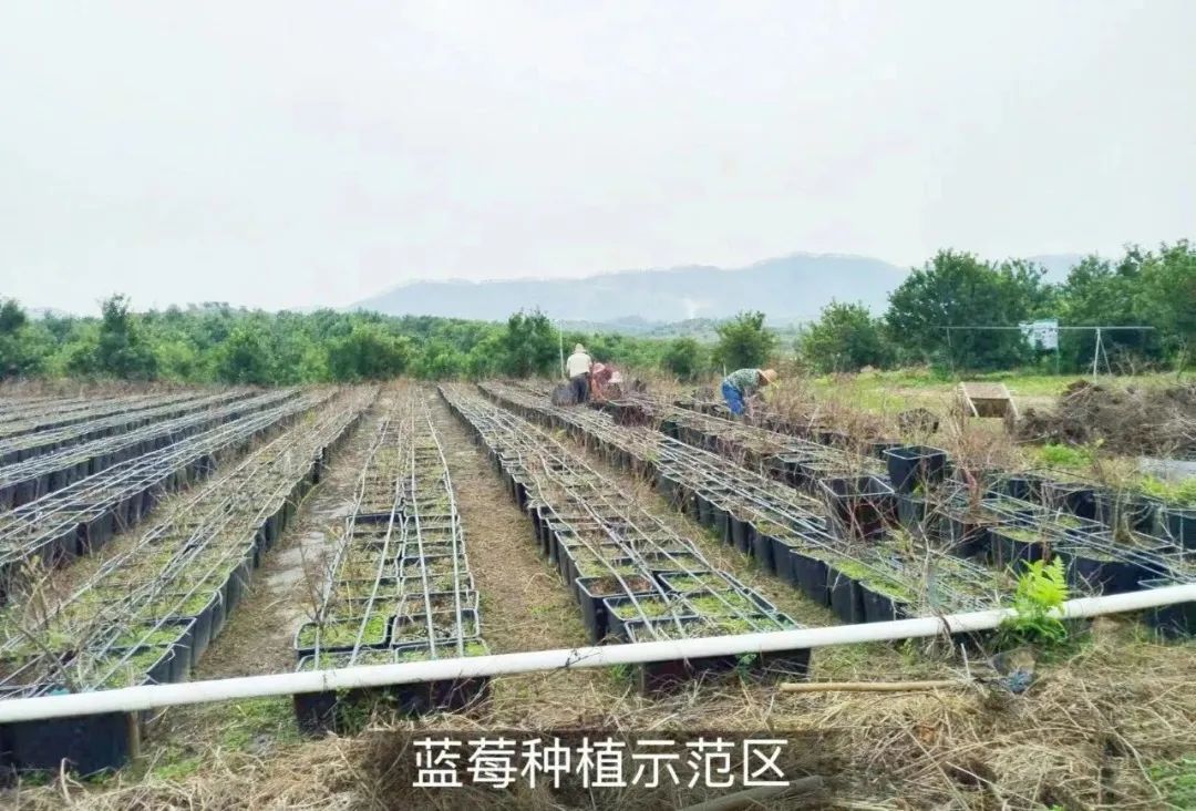 刘关张集团|绿美广东创示范 ,产教融合谱新篇 刘关张集团|绿美广东创示范 ,产教融合谱新篇