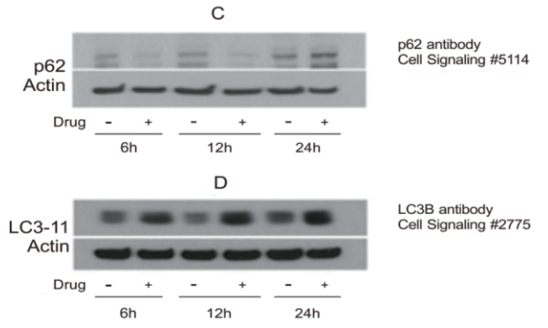 ⾃噬标记物NBR1和p62 ELISA试剂盒