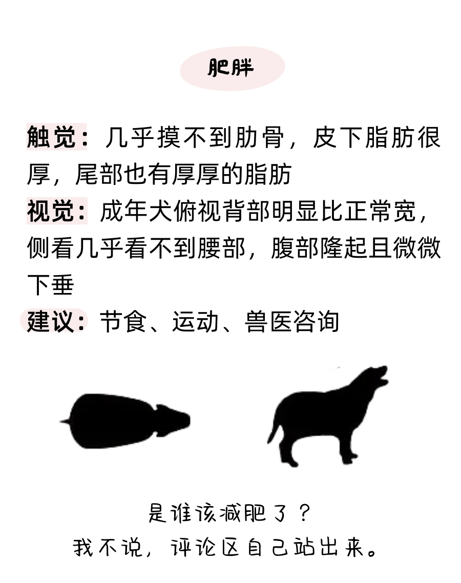 如何判断自家狗子是胖是瘦？