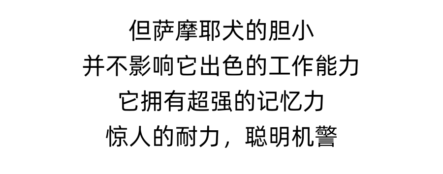 除了好看一无是处？为萨摩耶犬“平反”！