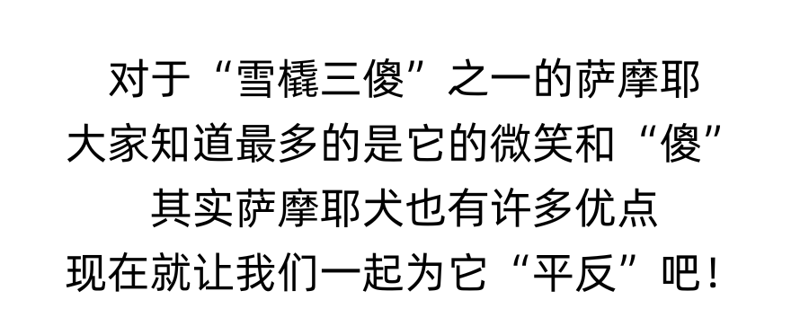 除了好看一无是处？为萨摩耶犬“平反”！