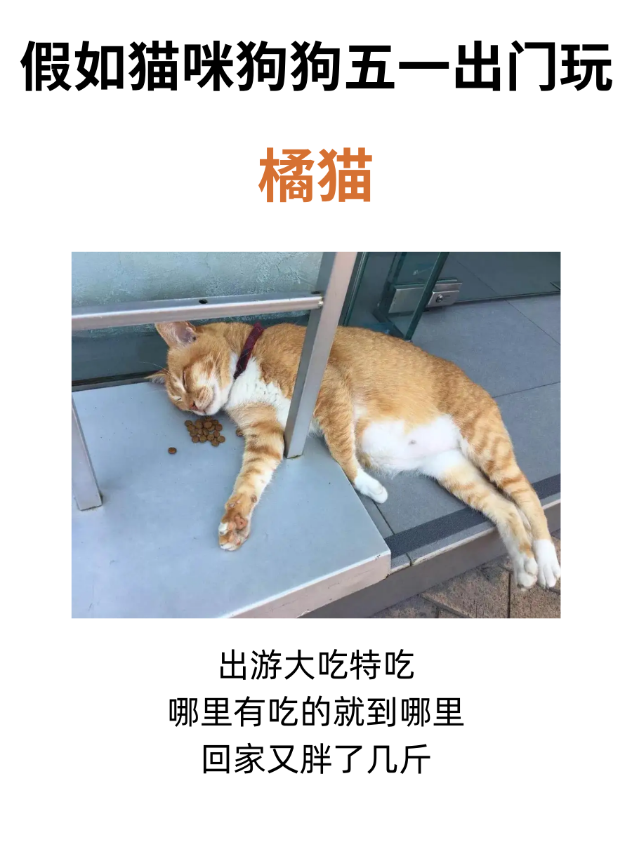 假如猫咪狗狗五一出门玩