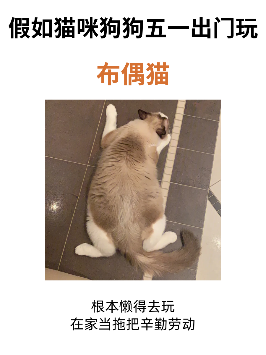 假如猫咪狗狗五一出门玩