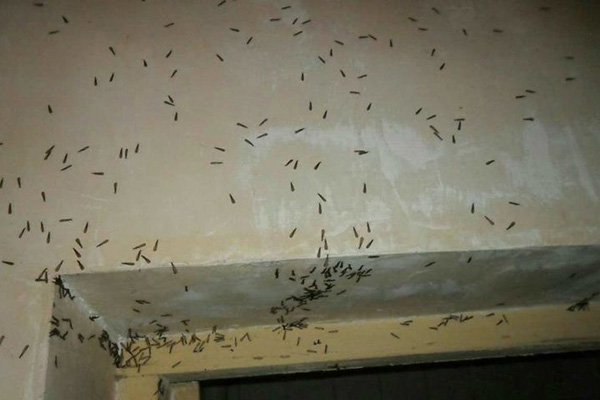 又是白蚁分飞季，大家需警惕白蚁入侵！