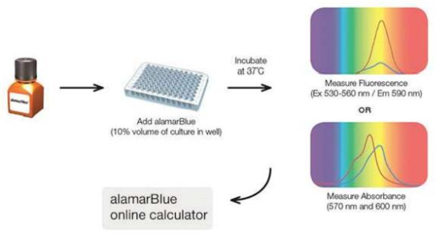 alamarBlue--简便、快速、可靠的细胞活力和增值分析试剂