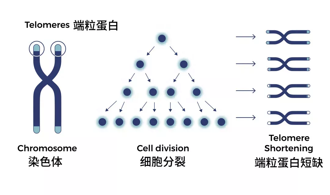 女性在什么时候卵子质量最好？