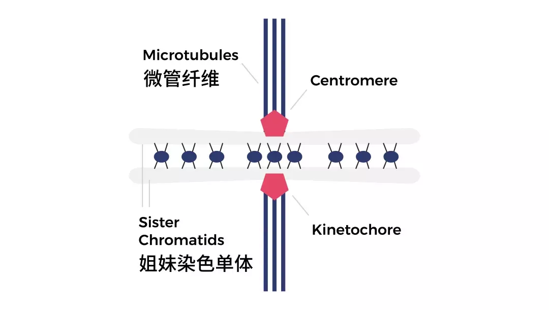 女性在什么时候卵子质量最好？