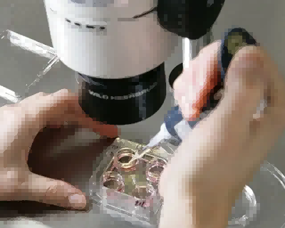 试管胚胎数量与成功率有什么关系
