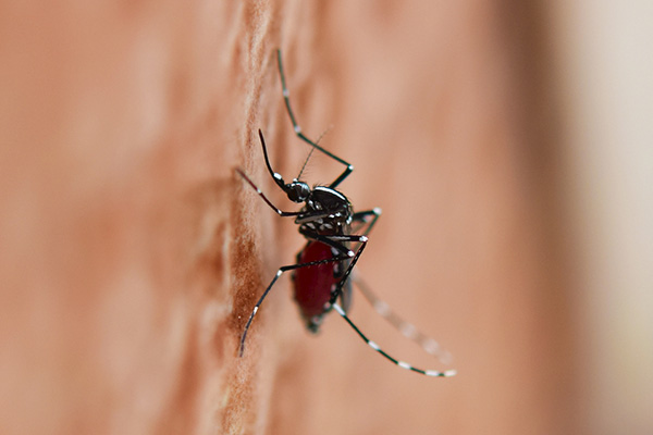 如何科学、健康防治蚊虫，避免蚊虫侵害人类呢？