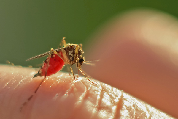 如何科学、健康防治蚊虫，避免蚊虫侵害人类呢？