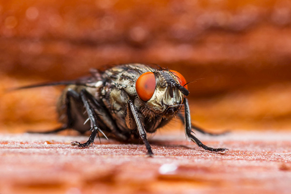 苍蝇一般传播哪些疾病，如何才能科学有效进行防治？