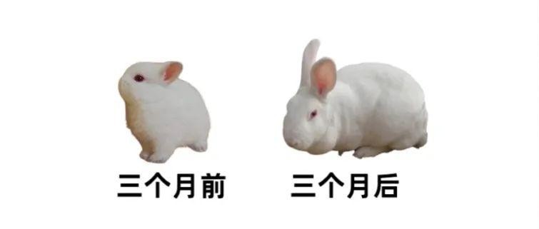 除了白兔，常见的兔子种类还有哪些？