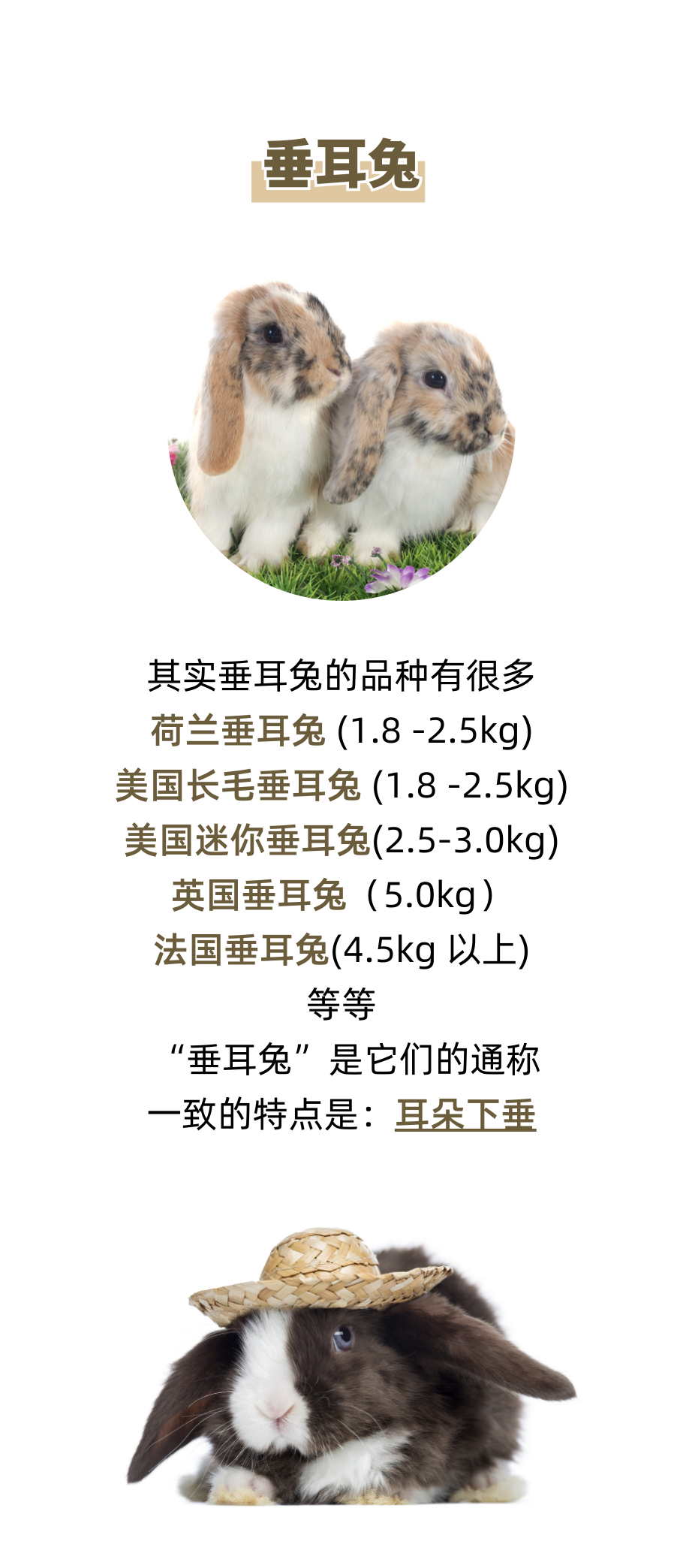 除了白兔，常见的兔子种类还有哪些？