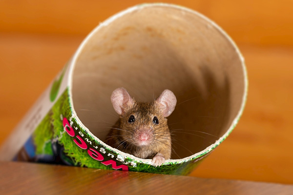 老鼠是如何传播病菌的，普通人群该如何预防老鼠的侵害？