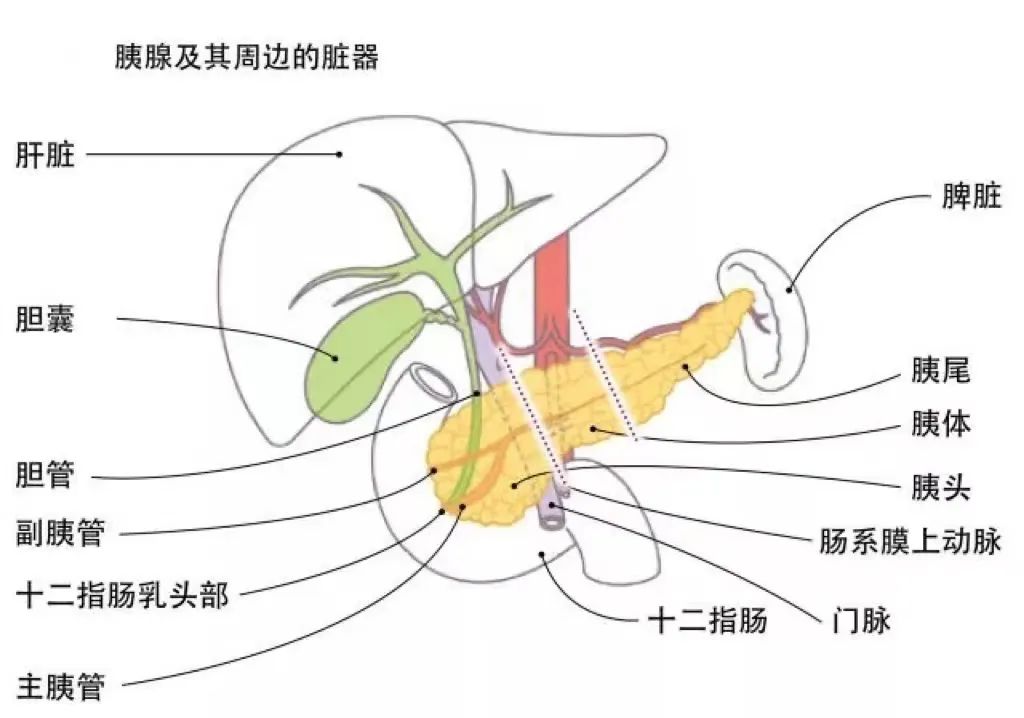 这种癌，术后5年生存率仅为7%，“癌中之王”早诊断早治疗！