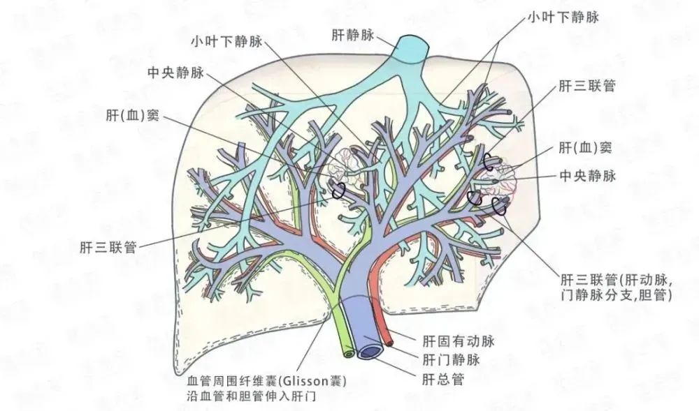 最容易被肝病盯上的4类人，养肝的关键在排毒！