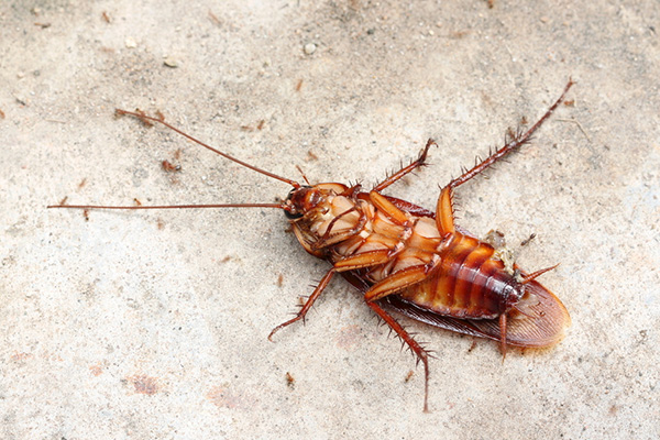 蟑螂知多少：如何避免蟑螂进入室内，以及如何及时防治？