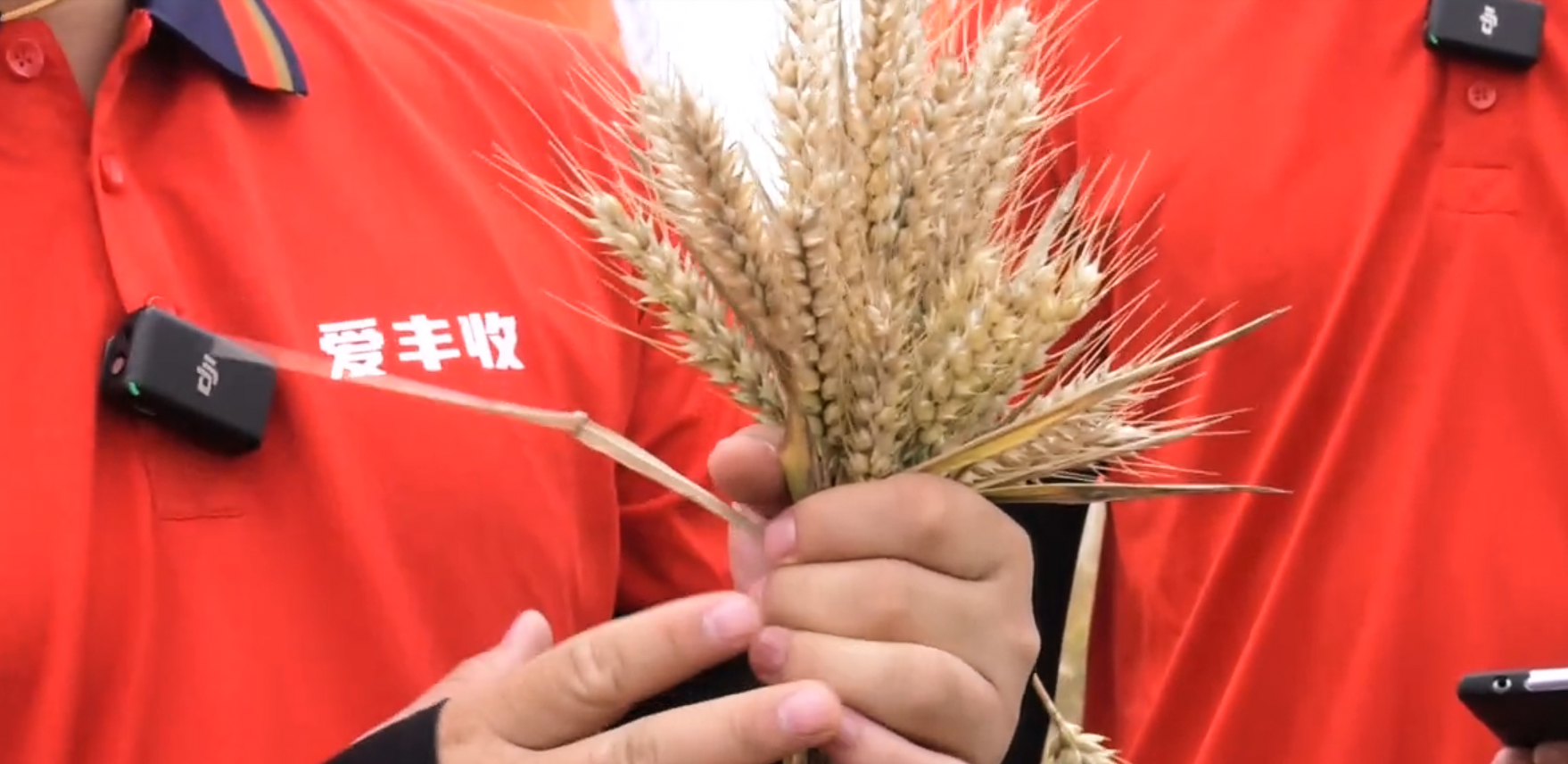 亩增产569.34斤，百万人次围观永利二维码推广小麦测产