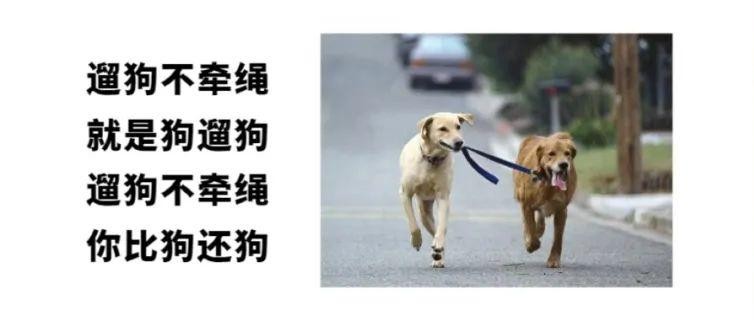 520，来遛遛狗吧！