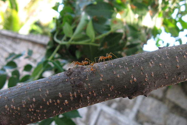红火蚁肆虐，如何有效扑灭红火蚁，维护自身和家人安全！
