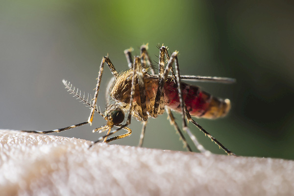 如何正确进行专业蚊蝇防治，让你的家居环境更舒适！