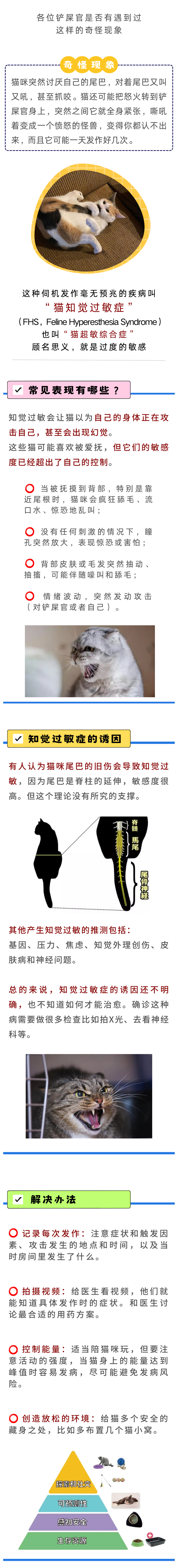 猫咪超级敏感？小心猫知觉过敏症！