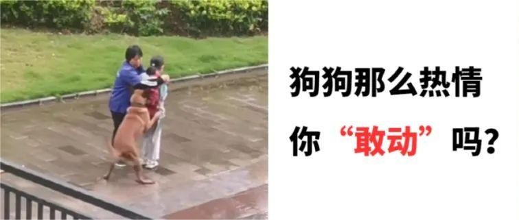 被困一小时！又是遛狗不牵绳引起的！