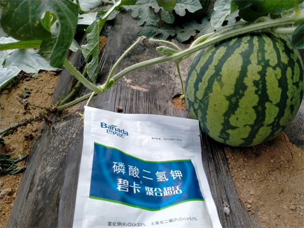 肥料不懂，不要乱用，西瓜追肥大忌