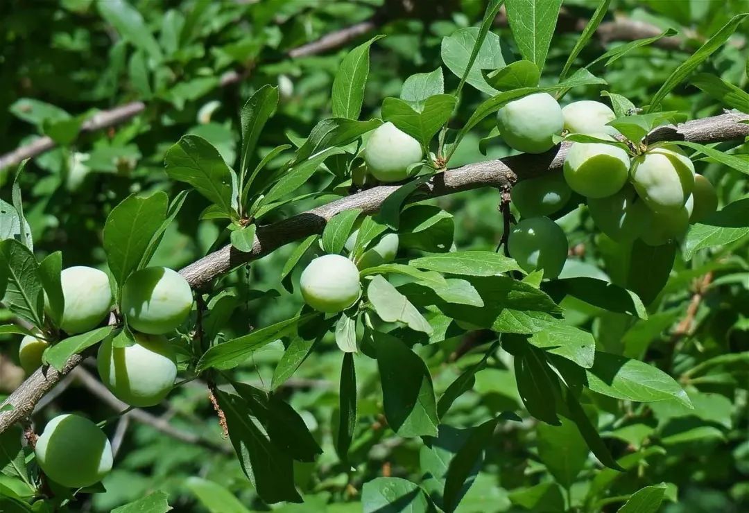 今日芒種|盛夏伊始,萬物爭時! 今日芒種|盛夏伊始,萬物爭時!