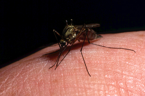清除蚊虫疾病传播威胁：如何科学有效地进行蚊虫治理？