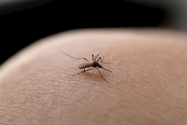 清除蚊虫疾病传播威胁：如何科学有效地进行蚊虫治理？