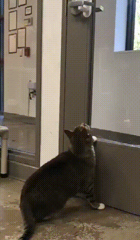 自家猫咪太聪明会开门怎么办？