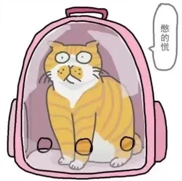 猫友好出行——懂猫才能更爱猫