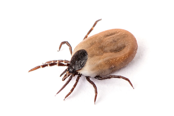 蜱虫叮咬导致疾病，防治蜱虫的正确方法你知多少？