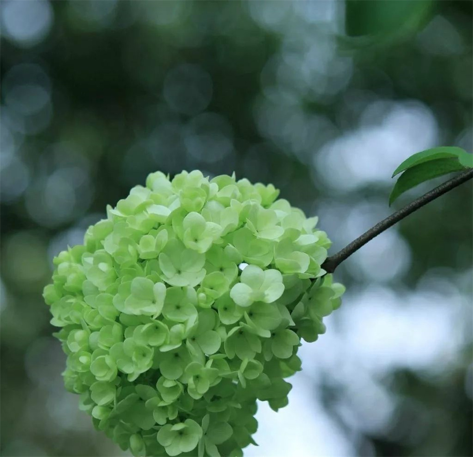 此花开尽，春已规圆