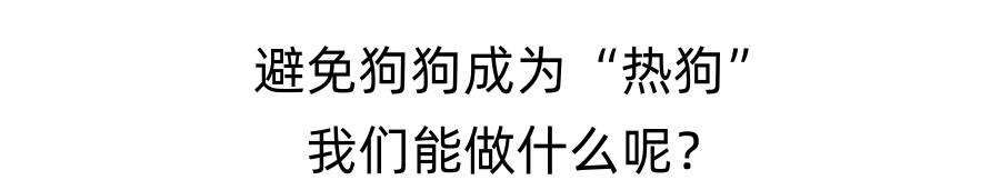 夏日炎炎，狗狗如何防中暑？