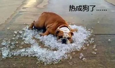 夏日炎炎，狗狗如何防中暑？