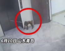 狗狗被电梯吊起命悬一线，幸遇邻居快速解救！