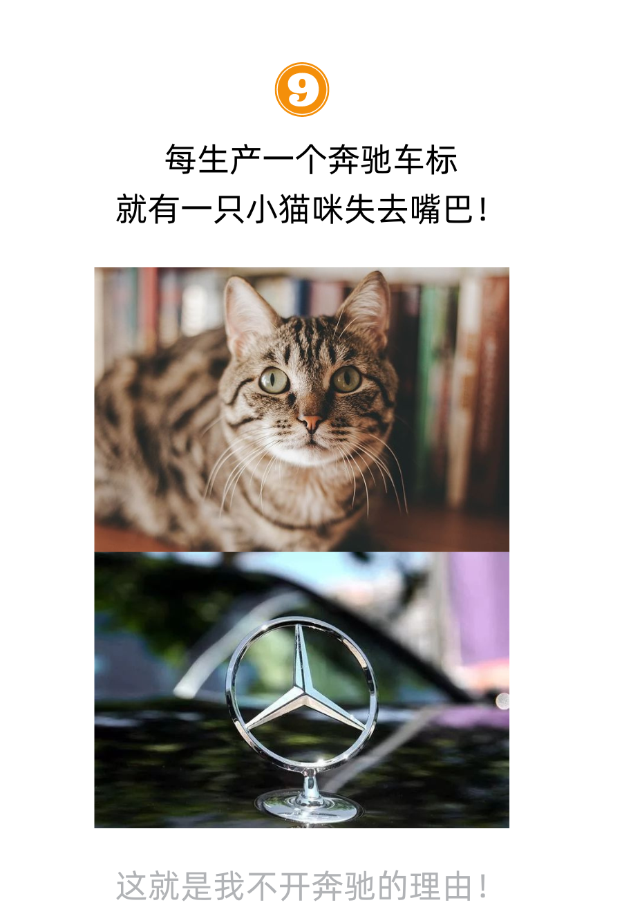 每吃掉一个山竹，就有猫失去它的爪子！