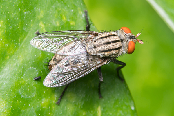 【科学防治】8个防治苍蝇小贴士，让你不再为苍蝇烦恼！